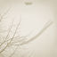 Cover Falling Leaves