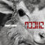 Cover LAY 02 SHEEP