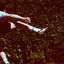 Cover Like Cantona