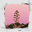 Cover Blossoming