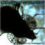 Cover Psycho Magnet