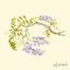 Cover Vines
