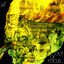 Cover Out of Focus