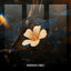 Cover Bloom in the Ashes