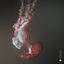 Cover Organism