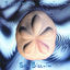 Cover Sea Biscuit