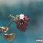 Cover She Loves Me Not