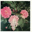 Cover Where Roses Bloom