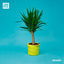 Cover Botany EP