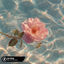 Cover Cry For Me