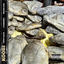 Cover Koobi