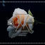 Cover Es Bonita
