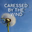 Cover Caressed by the Wind