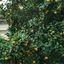 Cover Pollen