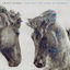 Cover The Way We Look at Horses