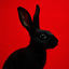 Cover RABBIT