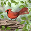 Cover Northern Cardinal