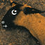 Cover Animositisomina
