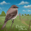 Cover Eastern Phoebe