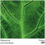 Cover Whispering Leaf