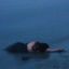 Cover Fallen Down (Reprise) (Slowed) (Reverb)