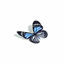 Cover Butterfly Tetrad