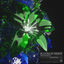 Cover Bloom At Night