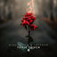 Cover Toxic Touch