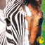 Cover Zebra Horse