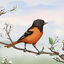 Cover Baltimore Oriole