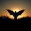 Cover Where the Crow Flies
