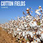 Cover Cotton Fields