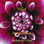 Cover Harmon I Chakras, Vol. 2, Meditations a Telos