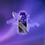 Cover BIGSKY ENERGY