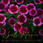 Cover Soul Infusion