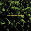 Cover Goldener Raver