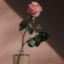 Cover Tu me manques
