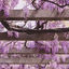 Cover Cherry Blossoms