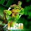 Cover Leo