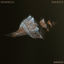 Cover Seashells