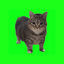 Cover OIIA OIIA (Spinning Cat)