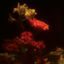Cover Hypnagogie