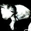 Cover noir