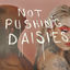 Cover Not Pushing Daisies