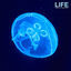 Cover Life
