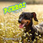 Cover Perros Felices