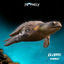 Cover Elevate