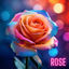 Cover Rose