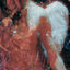 Cover Stray