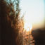 Cover Morning Dew